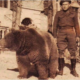 Wojtek, l’orso soldato che arrivò a Forlì 2